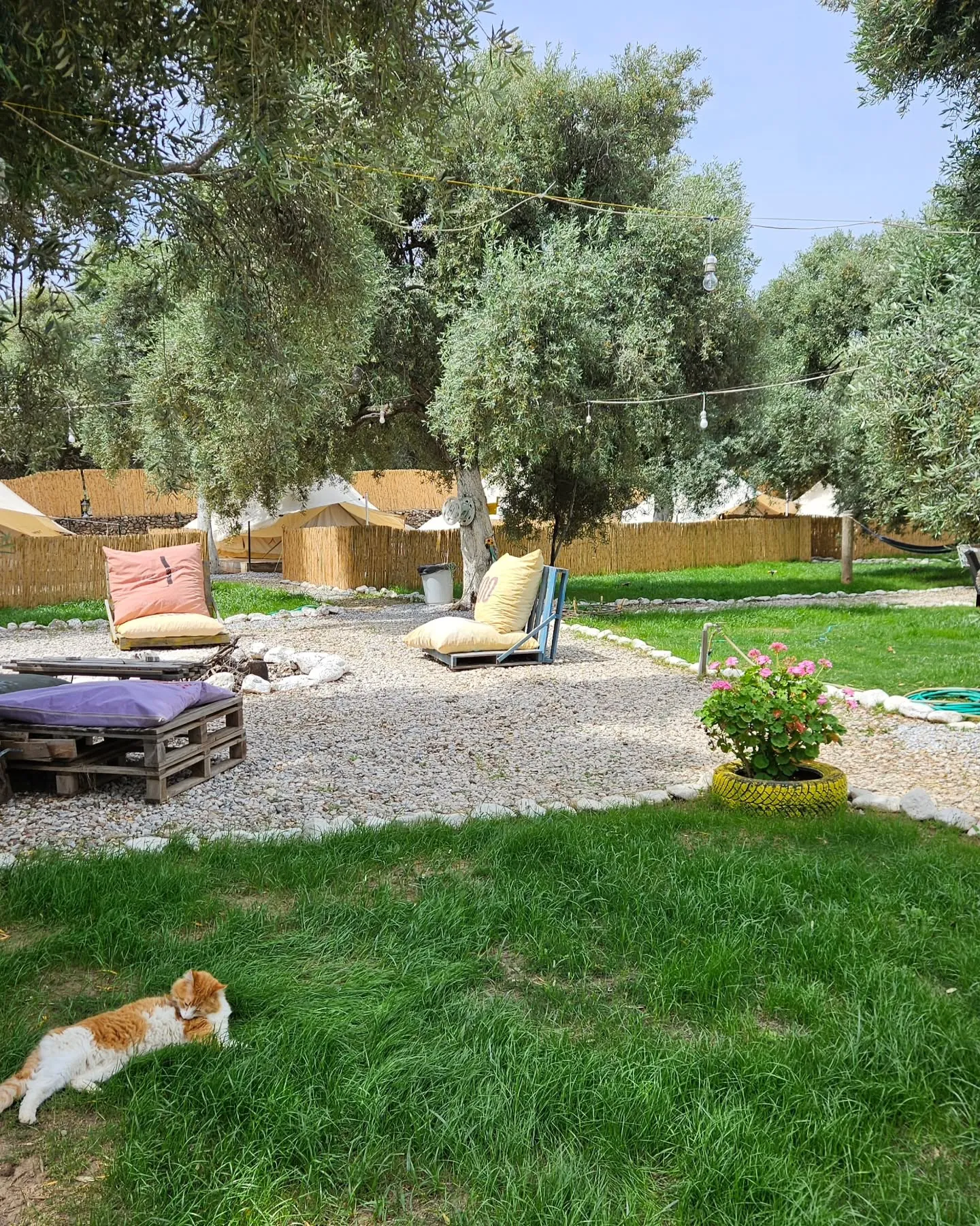 Lounge area with a cat