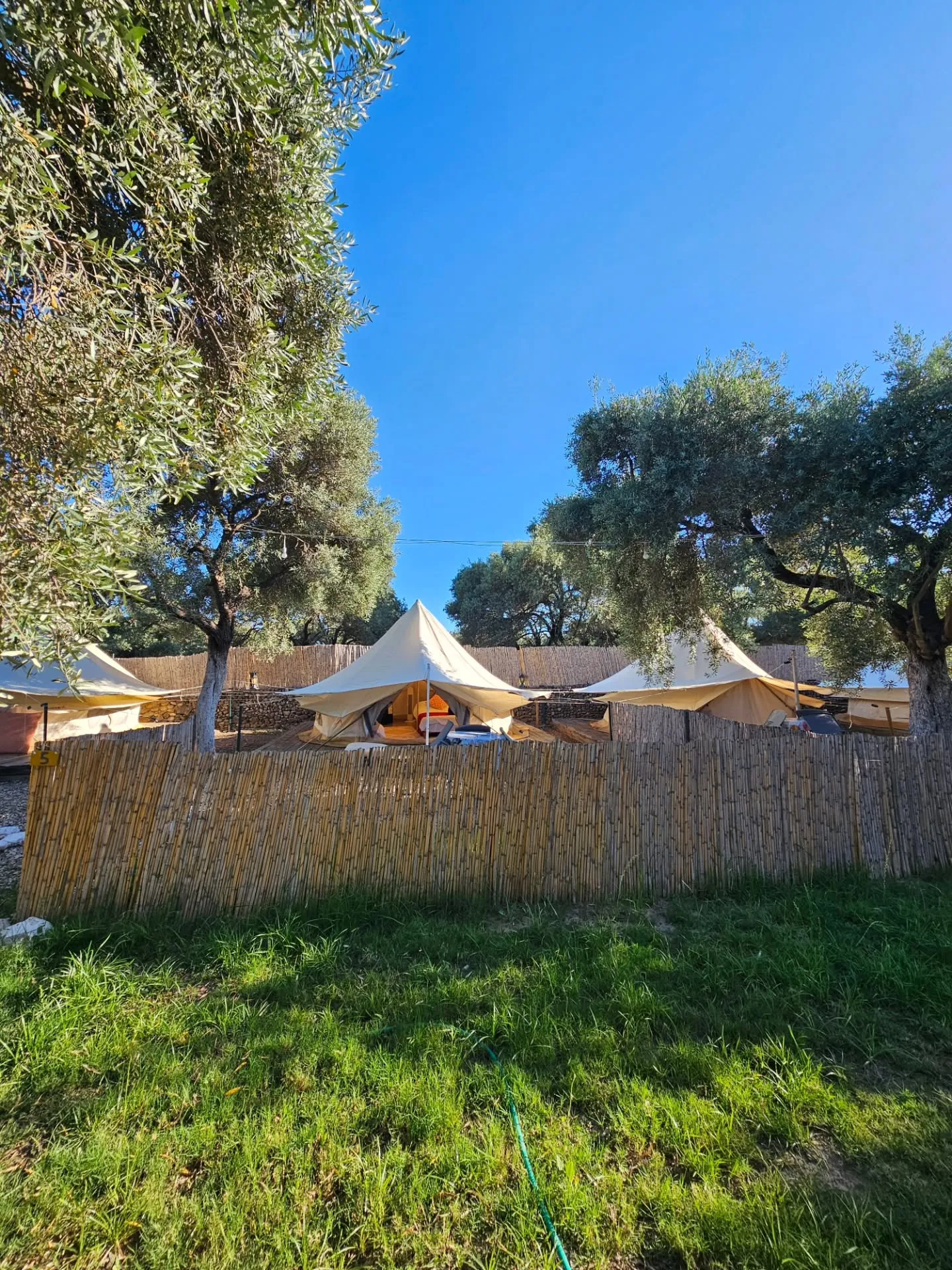 Three bell tents among the olive trees